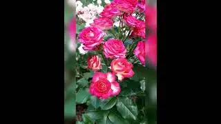 Рубиэлла (Rubyella)суперобильное и длительное цветение