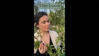 Working with Elder Leaves as a  Medicine from the Ivywood Garden