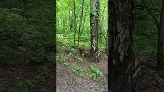Белка. Убежала.