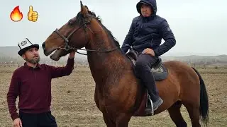 A HORSE-BARRED HORSE