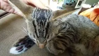 big ear kitten @utubevideos