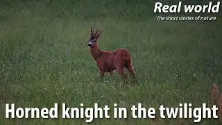 Horned knight in the twilight. Roe deer (Capreolus capreolus), male.