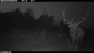 Elk Bugels 2020 Rut