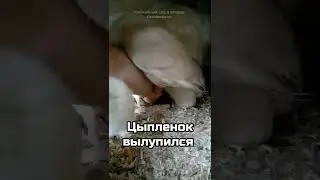 Первые минуты жизни цыплят. Чем кормить цыплят первые дни