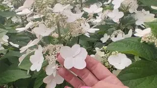 Обзор гортензии Юник (Unique) у меня в саду.