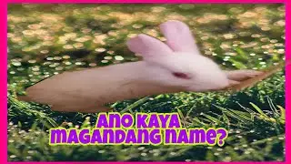 CUTIE BUNNY