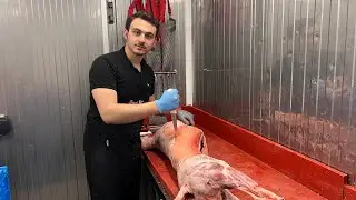 Balıkesir Kıvırcık Süt Kuzu Parçalıyoruz...