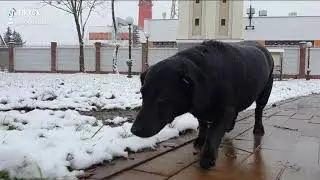 Собака гуляет по городскому саду