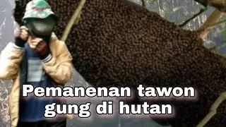 Proses pengambilan madu tawon gung di hutan