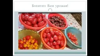 Обзор томатов при подготовке к сезону 2024