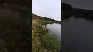 Лебеди на пруду