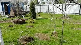 Мейн-Кун Бруклин #Весна #дача
