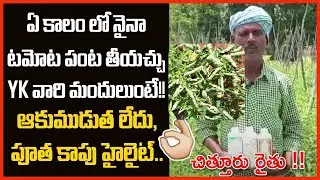 #Tomato #టమోట success story in summer YK వారి మందులుంటే!!చిత్తూరు రైతు !! ఆకుముడుత లేదు#vaayu#yantra