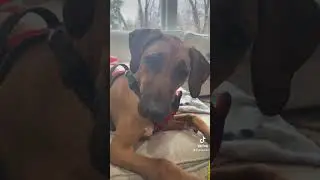 Nala Reacts to Sounds #dog #puppy #rhodesianridgeback