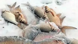 Эту рыбалку запомню надолго.Вот это Клёв.Ловля на Ведьму.