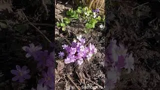 Печеночницы первые весенние цветы в саду 