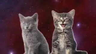МЯВ МЯВ!!! МЯВ😇