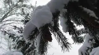 Луцк. Парк 2018. Зима