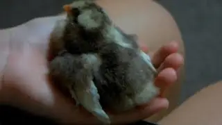 ЧУДО Цыпочки. Демон