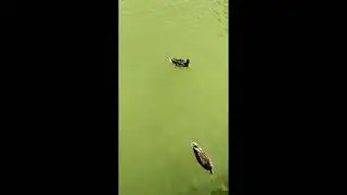 TORTUGAS , PATOS y PECES en ESTANQUE de PARQUE de La PALOMA en BENALMADENA  | Melodia de Luna