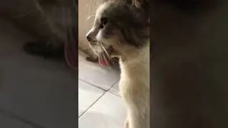 Kucing melet
