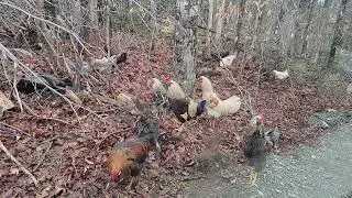 who let the flock out?