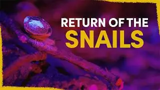 We released 1329 snails on a rock in the sea - here's why