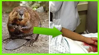 5 ANIMAUX MIGNONS QUI PEUVENT TE TUER !