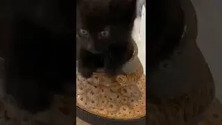 Thursday Cat Compilation #cat #catmemes #compilation #funny #humor #cute