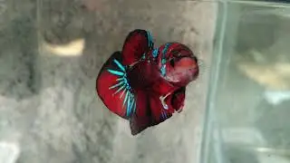 Betta red koi galaxy /cupang red koi galaxy