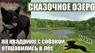 Путешествие на квадроцикле с собакой. Сказочное озеро в лесу. Выгул собак. собаки в шоке😨