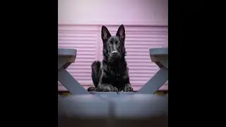 Liverpool dog photography