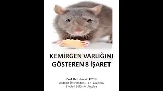 Evde faremi var? Evde fare ve kemirgen varlığını gösteren 8 işaret!! (Prof. Dr. Hüseyin ÇETİN)