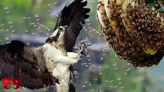 Burung Buzzard Madu Menyerang Sarang Lebah Yang Mematikan!! Pertarungan Hewan Buas Di Alam Liar