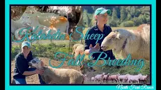 KATAHDIN SHEEP - FALL BREEDING SEASON