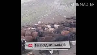 Хисори куйлар тавилдара дараи хур гиссарский баран