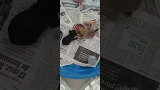 PET FEDDING