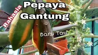 PEPAYA GANTUNG Akibat Salah Menaman