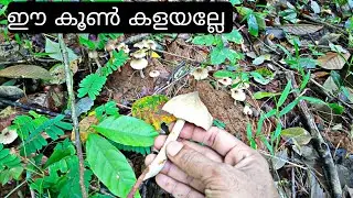 ചിതൽപുറ്റിലെ കൂൺ | Natural Wild Mushrooms Malayalam