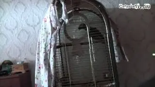 Попугай - лучшая нянька!