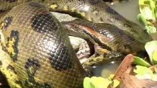 anaconda eating a big animal anaconda vrs animal