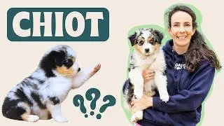 Ne commencez pas par des ERREURS ! Dossier CHIOT!