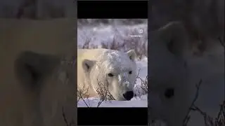 Can’t flirt with polar bears until you know how to break the ice