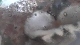 Чем обезжирить металл перед покраской автомобиля.