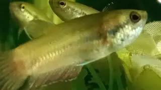 Ikan Cupang Sawah Lokal Kecantikan Yang Mulai Langka