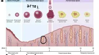 Menstrual cycle