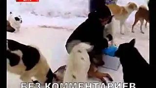 Собака. Изверги.