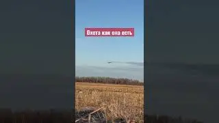 Охота на Гуся 