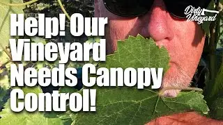How to Achieve Canopy Control in Your Vineyard plus Q&A! | Season 1, Episode 9 | Dirty Vineyard
