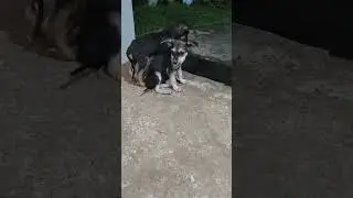 dog 🐕🐕